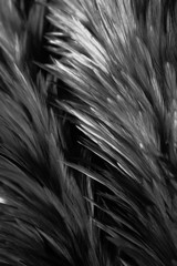 Beautiful abstract white and gray feathers on dark background and colorful soft brown white feather texture on white pattern