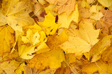 Yellow leaves
