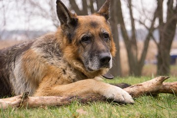 Old wise German Shepherd Dog. Reflections on life