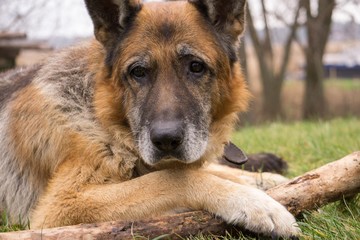 Old wise German Shepherd Dog. Reflections on life