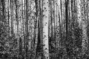 Printed kitchen splashbacks Birch grove Grove of aspen trees in black and white