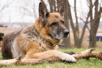 Old wise German Shepherd Dog. Reflections on life