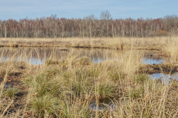 Lake in peat bog with forest in the background
