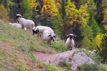 Animals under the Matterhorn