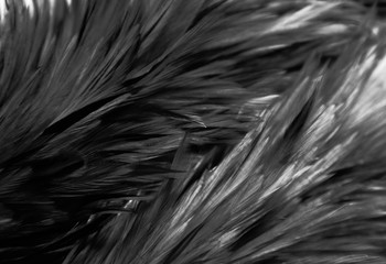 Beautiful abstract white and gray feathers on dark background and colorful soft brown white feather texture on white pattern