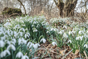 Snowdrops blooming at spring time