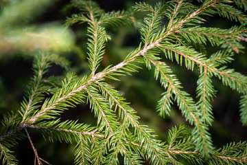Close-up of a pine branch with space for own text