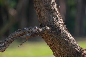 Changeable Lizard camouflage itself for survive