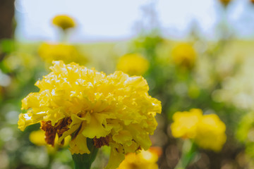close up photo of yellow marigold flower with sunlight