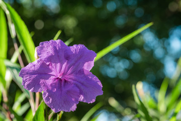 close up photo of Ruellia simplex with blurred background