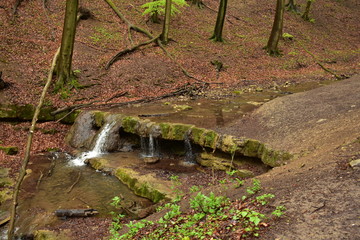 Forest path by a stream in Hungary