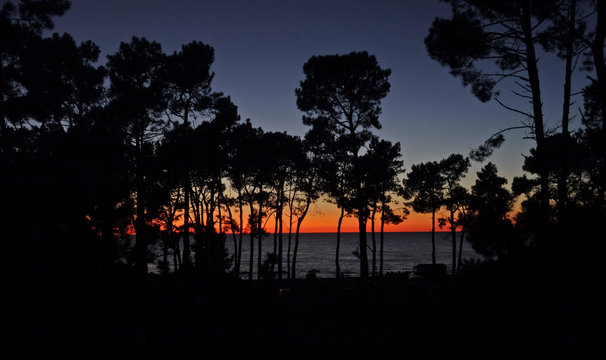 Pine trees on a background of sunset over sea. Ureki, Georgia