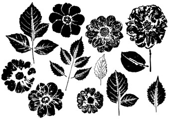 ink prints of dahlia leaves and flowers