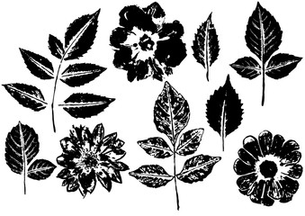 et of ink prints of dahlia leaves and flowers isolated