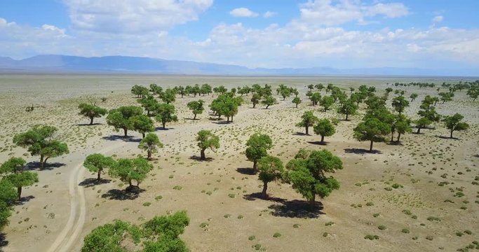 green plants in the desert of Mongolia on a background of mountains