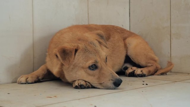 Lonely stray dog lying on the floor in shelter, suffering hungry miserable life, homelessness. Shelter for animals concept