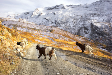 Animals under the Matterhorn