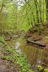 Forest path beside a stream in Hungary, Mecsek, Obanya
