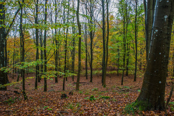 Obraz premium Skåne Landscape in hazy autumn landscape