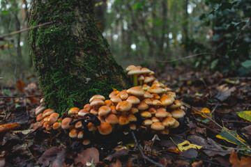 Beautiful autumn pictures during a walk in an amazing forest in Germany.