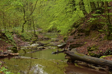 Forest path beside a stream in Hungary, Mecsek, Obanya