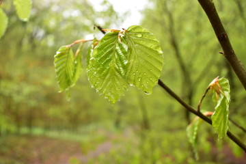 Beech leaves after the rain