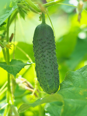 Fresh cucumber with flower and tendrils in vegetable bed