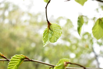 Beech leaves after the rain