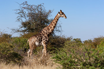 Giraffe - Botswana - Africa