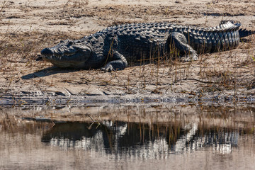 Nile Crocodile -