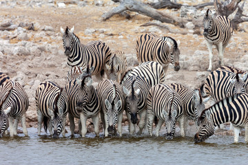 Obraz na płótnie Canvas Zebra - Etosha National Park - Namibia