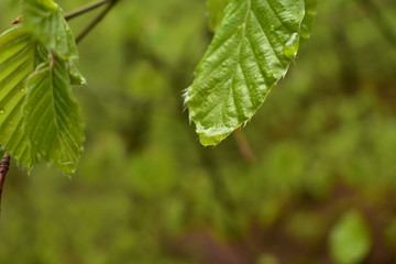 Beech leaves after the rain