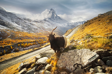 Animals under the Matterhorn