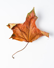 Colorful autumn leaves. Dry maple leaves on a white background.