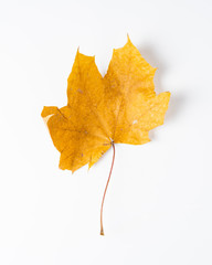 Colorful autumn leaves. Dry maple leaves on a white background.