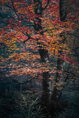 autumn trees with intense foliage