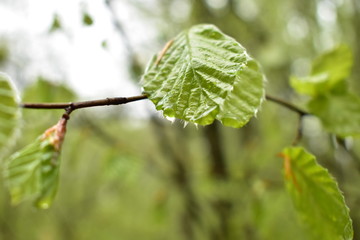 Beech leaves after the rain