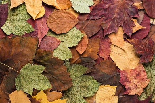 Background from dry autumn colorful leaves. top view