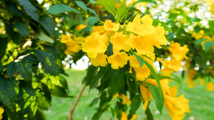 Blooming Yellow Bell, Yellow Elder, Trumpet Vine in the park.          