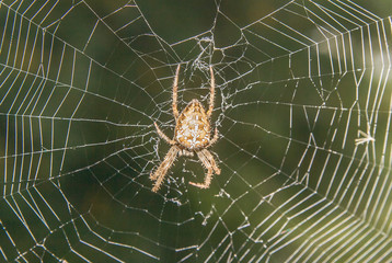 Spider in a web
