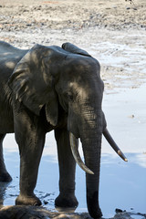 Obraz premium Elephnat in Mana Pools National Park, Zimbabwe