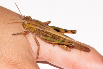 grasshopper macro