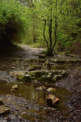 Walking along a stream in the forest