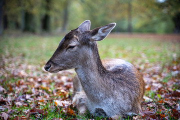Reh im Wald