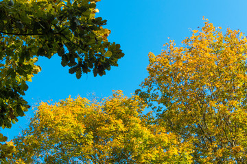 Green oak leaves and yellow leaves maple against blue sky