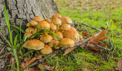 mushrooms fairy ring marasmius oreades in the forest 