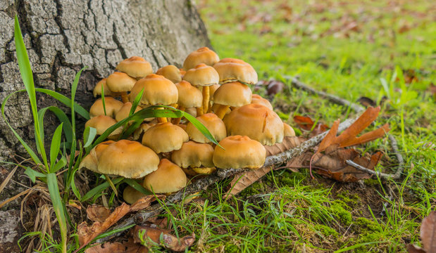 mushrooms fairy ring marasmius oreades in the forest 
