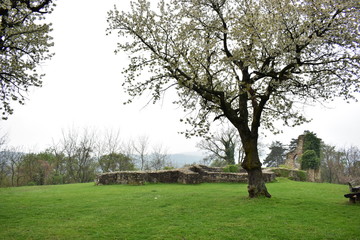 Blooming cherry tree in the ruins, Hungary