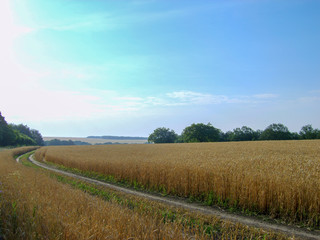 Fototapeta na wymiar Wheat field on a background of blue sky Ukraine