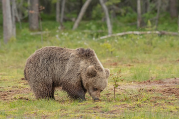 Big Brown bear (Ursus arctos) walking on a Finnish bog on a summer evening